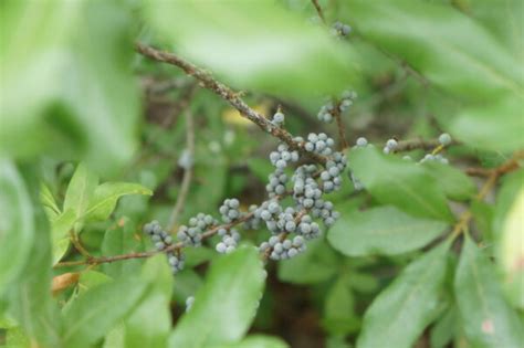 baybery root for sale and burberry plants|northern bayberry seedlings for sale.